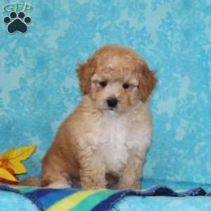 Marble, Shih-Poo Puppy